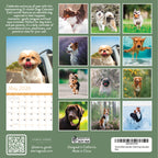 The back cover of the 2026 Dogs Wall Calendar by Eterna Goods displays a May page, 12 stunning outdoor and coastal dog breed photos, promotional details, and Eterna Goods company info.